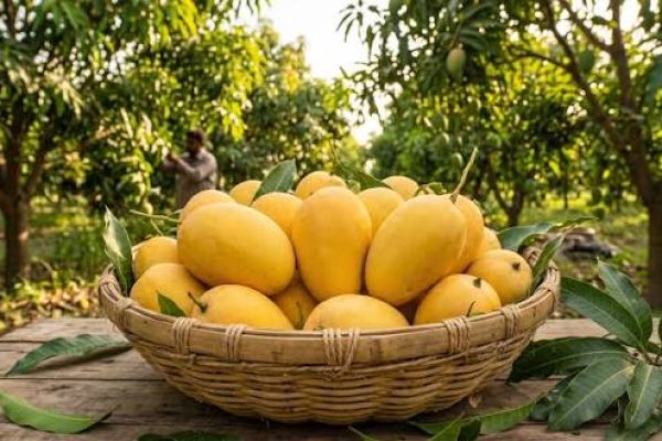 Sourcing at Orchards